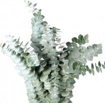 Eucaliptus