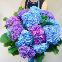 Bouquet Hortensius