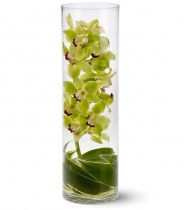 Orchid in vase