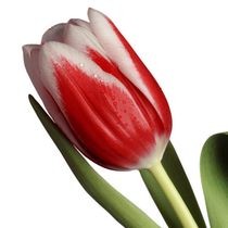 Tulip by one