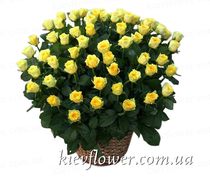 75 желтых роз в корзине