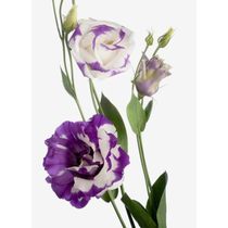 Eustoma