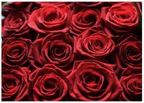 Thousand and one rose :)