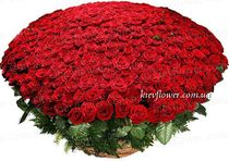 Корзина из 501 розы 