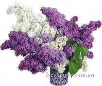Lilac Bouquet