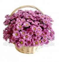 Корзина с хризантемами