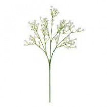 Gypsophila